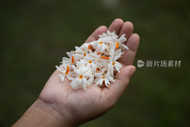夜茉莉，Seuli或Shefali花是秋季saradiya或Durga Puja节的象征花。